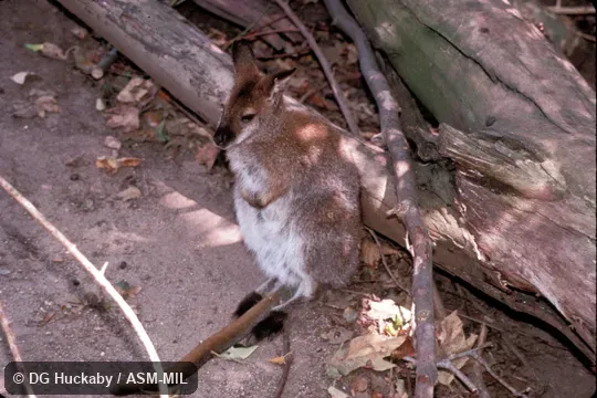 Side view, from above. Also as Dusky Wallaby. Side view, from above. Also as Dusky Wallaby.