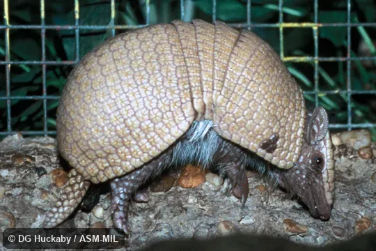 Side view, feet and tail visible. Also as Azara's Domed Armadillo|La Plata Three-banded Armadillo. Side view, feet and tail visible. Also as Azara's Domed Armadillo|La Plata Three-banded Armadillo.