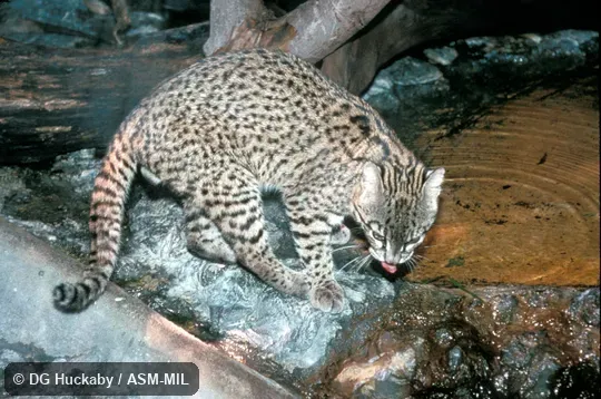Side view, feet and tail visible Side view, feet and tail visible