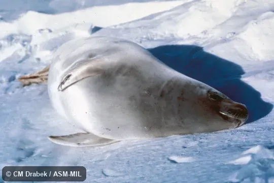 Oblique view Oblique view