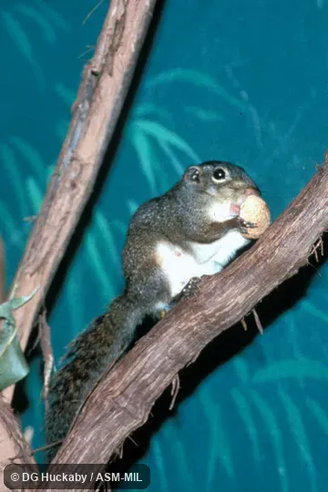 Side view, on tree branch, carrying food in mouth Side view, on tree branch, carrying food in mouth