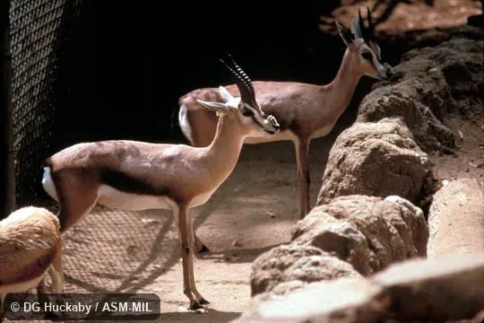 Side view of two individuals, Side view of two individuals,