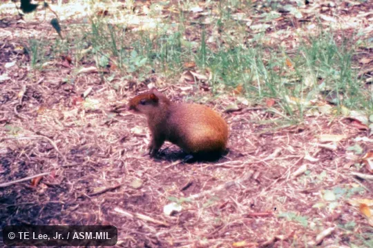Side view. Also as Ruatan Island Agouti. Side view. Also as Ruatan Island Agouti.