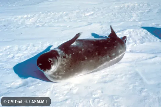 Oblique view Oblique view