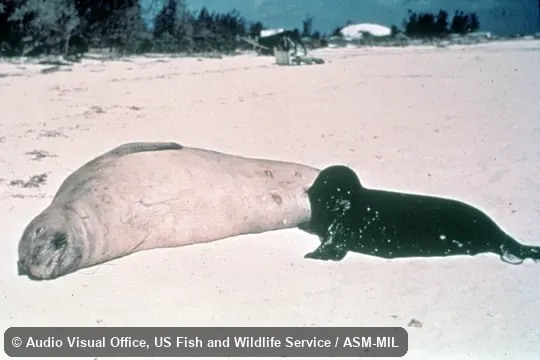 Side view of female with young. Formerly Monachus schauinslandi. Side view of female with young. Formerly Monachus schauinslandi.