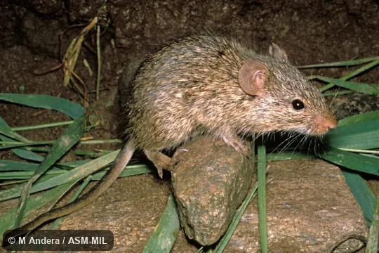 Standing on rock, side view. Also as African Arvicanthis, Nile Grass Rat, Unstriped Grass Rat. Standing on rock, side view. Also as African Arvicanthis, Nile Grass Rat, Unstriped Grass Rat.