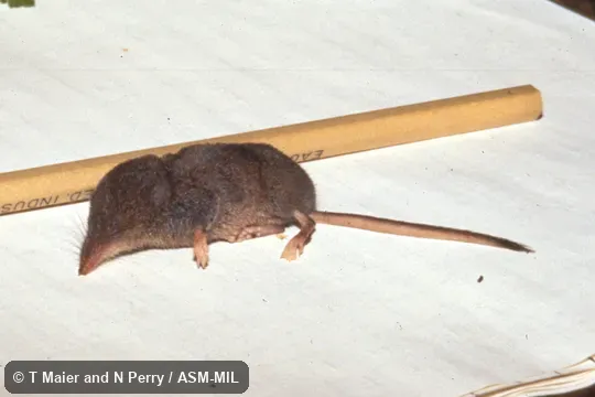 Side view of dead specimen on paper. Formerly Soricomorpha. Also as Cinereus Shrew. Side view of dead specimen on paper. Formerly Soricomorpha. Also as Cinereus Shrew.