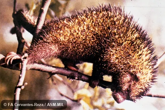 Full view, female adult. Formerly as Sphiggurus mexicanus. Also as Mexican Hairy Dwarf Porcupine|Mexican Porcupine|Mexican Tree Porcupine. Full view, female adult. Formerly as Sphiggurus mexicanus. Also as Mexican Hairy Dwarf Porcupine|Mexican Porcupine|Mexican Tree Porcupine.