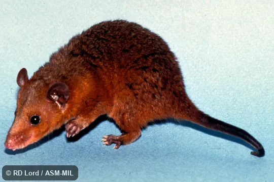 Captured in Venezuela, Bolívar state, Canaima National Park, Gran Sabana. Also as Northern Red-sided Opossum|Red-legged Short-tailed Opossum|Guyanan Short-tailed Opossum. Captured in Venezuela, Bolívar state, Canaima National Park, Gran Sabana. Also as Northern Red-sided Opossum|Red-legged Short-tailed Opossum|Guyanan Short-tailed Opossum.