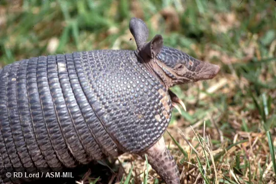 Two-thirds side view. Also as Northern Long-nosed Armadillo. Two-thirds side view. Also as Northern Long-nosed Armadillo.
