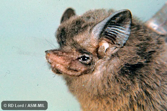 Close-up head view Close-up head view