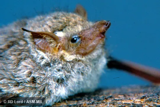Male, lateral view of head showing ear and nose. Also as Brazilian Long-nosed Bat|Long-nosed Proboscis Bat|River Bat|Sharp-nosed Bat. Male, lateral view of head showing ear and nose. Also as Brazilian Long-nosed Bat|Long-nosed Proboscis Bat|River Bat|Sharp-nosed Bat.