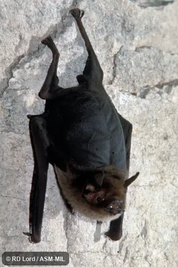 Hanging on rock wall. Also as Lesser Naked-backed Bat. Hanging on rock wall. Also as Lesser Naked-backed Bat.