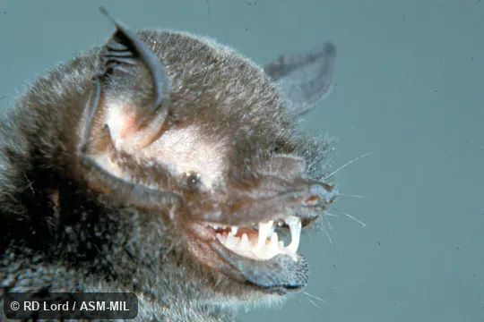 Close-up of head showing teeth. Also as Allen’s Mustached Bat. Formerly Pteronotus parnellii fuscus. Close-up of head showing teeth. Also as Allen’s Mustached Bat. Formerly Pteronotus parnellii fuscus.