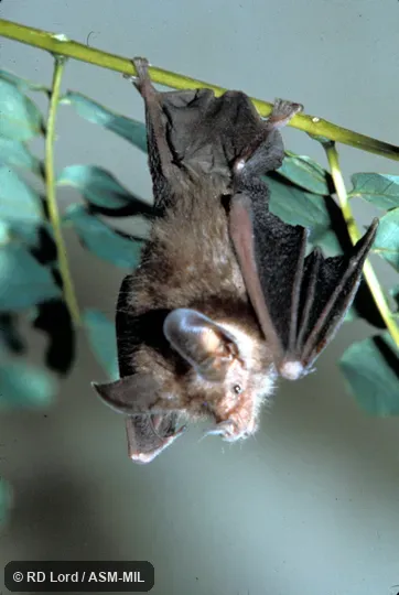 Roosting. Also as Brazilian Big-eared Bat. Roosting. Also as Brazilian Big-eared Bat.