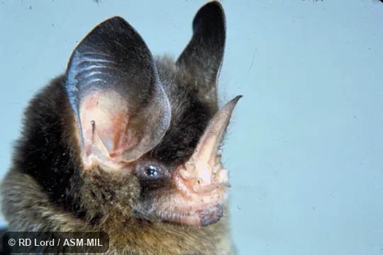 Female, close-up of face. Formerly Mimon crenulatum or Gardnerycteris crenulatum. Also as Striped Spear-nosed Bat. Female, close-up of face. Formerly Mimon crenulatum or Gardnerycteris crenulatum. Also as Striped Spear-nosed Bat.