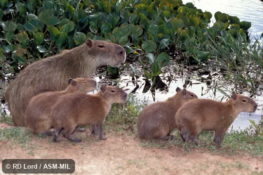 Female with litter. Also as Capybara|Carpincho. Female with litter. Also as Capybara|Carpincho.