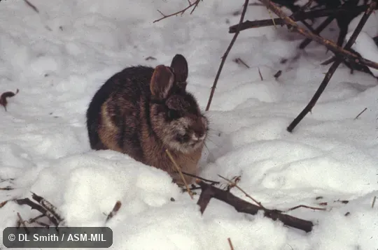 Winter pelage. Also as Wood Rabbit. Winter pelage. Also as Wood Rabbit.