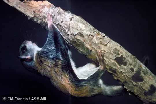 Side view, Field Cat. No. 920902.2 Side view, Field Cat. No. 920902.2