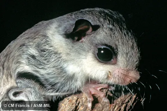 Juvenile, close-up, Field Cat. No. 970501.37. ROM 110609. Also as Phayre's Flying Squirrel. Juvenile, close-up, Field Cat. No. 970501.37. ROM 110609. Also as Phayre's Flying Squirrel.