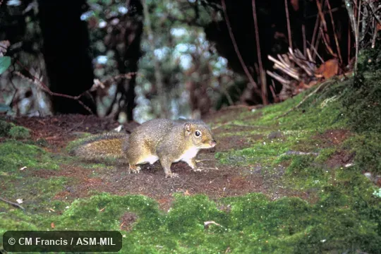 Oblique view on forest floor. Formerly Dremomys everetti. Oblique view on forest floor. Formerly Dremomys everetti.