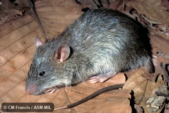 Side View, Field Cat. No. 970501.36 Side View, Field Cat. No. 970501.36