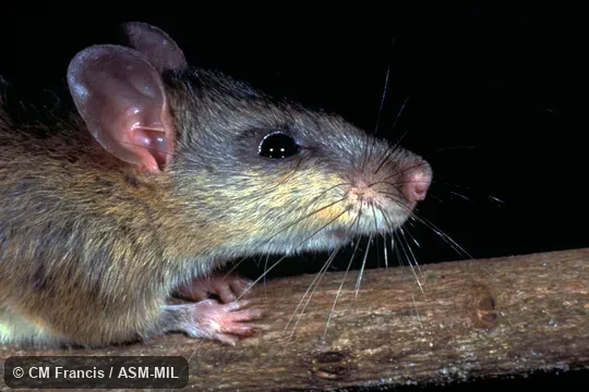 Close-up side view of head, Field Cat. No. 970517.103. Also as Chestnut White-bellied Rat|Indochinese Niviventer|Indomalayan Niviventer. Close-up side view of head, Field Cat. No. 970517.103. Also as Chestnut White-bellied Rat|Indochinese Niviventer|Indomalayan Niviventer.
