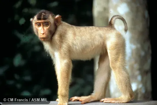 Wild, young. Also as Pigtail Macaque|Pig-tailed Macaque|Sunda Pig-tailed Macaque|Sundaland Pig-tailed Macaque. Wild, young. Also as Pigtail Macaque|Pig-tailed Macaque|Sunda Pig-tailed Macaque|Sundaland Pig-tailed Macaque.