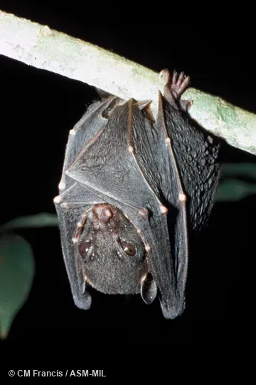 Front view, hanging. Formerly Balionycteris maculata seimundi. Also as Spotted-winged Fruit Bat. Front view, hanging. Formerly Balionycteris maculata seimundi. Also as Spotted-winged Fruit Bat.