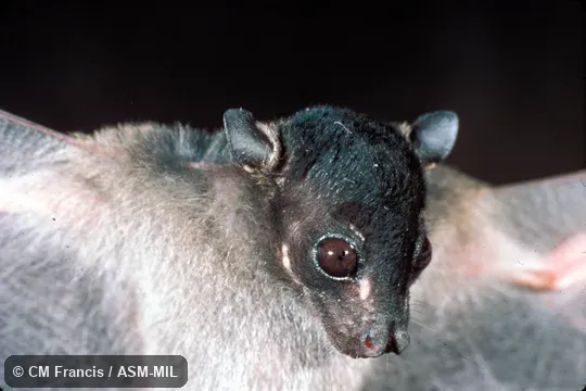 Close-up. Also as Spotted-winged Fruit Bat. Close-up. Also as Spotted-winged Fruit Bat.