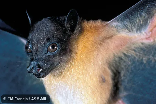 Close-up, Field Cat No. 830105.1. Formerly Chironax melanocephalus melanocephalus, Black-capped Fruit Bat. Close-up, Field Cat No. 830105.1. Formerly Chironax melanocephalus melanocephalus, Black-capped Fruit Bat.