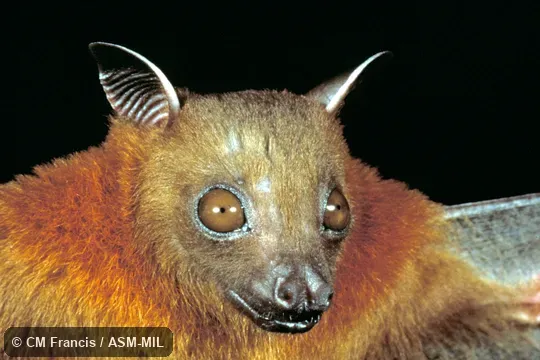 Close-up. Also as Common Short-nosed Fruit Bat|Lesser Dog-faced Fruit Bat|Sunda Short-nosed Fruit Bat. Close-up. Also as Common Short-nosed Fruit Bat|Lesser Dog-faced Fruit Bat|Sunda Short-nosed Fruit Bat.