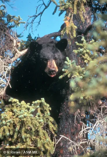 Partial front view of female in tree Partial front view of female in tree