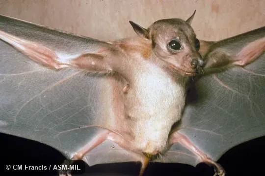 Female, Field Cat. No. 920825.5. Also as Dayak Fruit Bat. Female, Field Cat. No. 920825.5. Also as Dayak Fruit Bat.