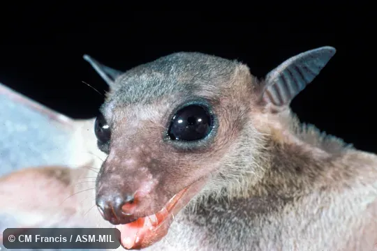 Close-up of face. Eonycteris spelaea winnyae. Also as Cave Nectar Bat|Common Dawn Bat|Common Nectar Bat|Dobson's Long-tongued Fruit Bat. Close-up of face. Eonycteris spelaea winnyae. Also as Cave Nectar Bat|Common Dawn Bat|Common Nectar Bat|Dobson's Long-tongued Fruit Bat.
