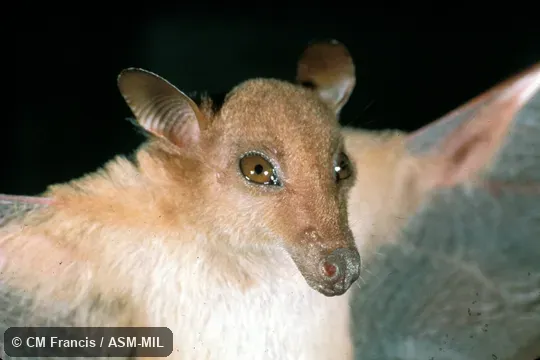 Close-up, wings open. Also as Dagger-toothed Flower Bat|Dagger-toothed Long-nosed Fruit Bat|Dagger-toothed Long-tongued Blossom Bat|Lesser Long-nosed Fruit Bat|Lesser Long-tongued Fruit Bat|Lesser Long-tongued Nectar Bat|Northern Blossom Bat. Close-up, wings open. Also as Dagger-toothed Flower Bat|Dagger-toothed Long-nosed Fruit Bat|Dagger-toothed Long-tongued Blossom Bat|Lesser Long-nosed Fruit Bat|Lesser Long-tongued Fruit Bat|Lesser Long-tongued Nectar Bat|Northern Blossom Bat.