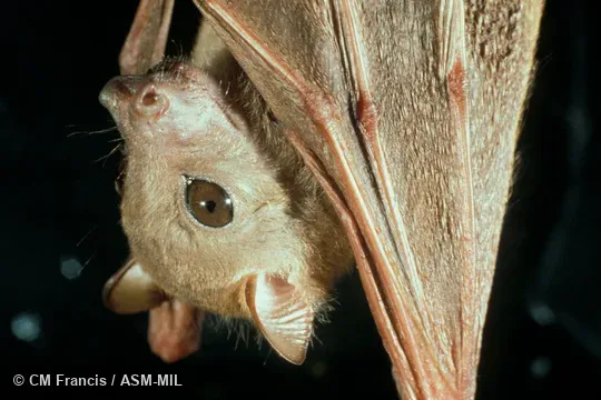 Close-up, hanging. Also as Sunda Tailless Fruit Bat|Temminck's Fruit Bat. Close-up, hanging. Also as Sunda Tailless Fruit Bat|Temminck's Fruit Bat.