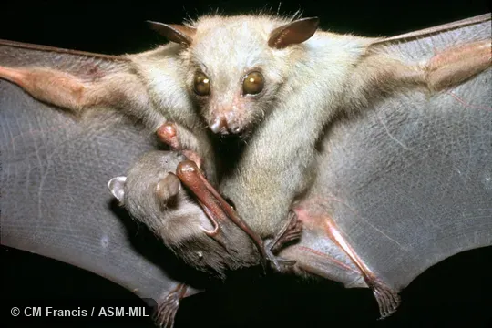 Female with young. Also as Northern Tailless Fruit Bat|Ratanaworabhan's Fruit Bat. Female with young. Also as Northern Tailless Fruit Bat|Ratanaworabhan's Fruit Bat.