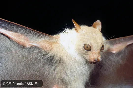 Adult male. Formerly Megaerops wetmorei albicollis. Adult male. Formerly Megaerops wetmorei albicollis.