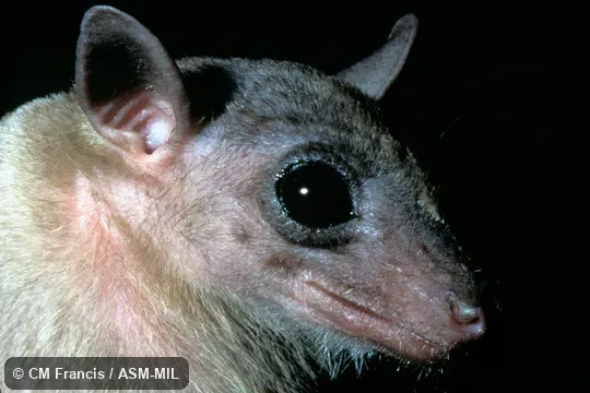 Close-up of head, Field Cat No. 970501.29. Also as Common Rousette. Close-up of head, Field Cat No. 970501.29. Also as Common Rousette.