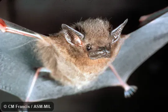 Emballonura alecto rivalis. Front view with wings open Emballonura alecto rivalis. Front view with wings open