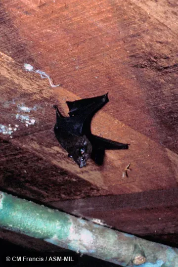 Wild - roosting under wooden table Wild - roosting under wooden table