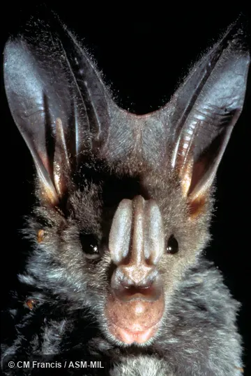 Close-up of face, Field Cat. No. 970520.23. Formerly Lyroderma lyra sinense. Formerly Megaderma lyra sinense. Also as Greater False Vampire|Indian False-vampire. Close-up of face, Field Cat. No. 970520.23. Formerly Lyroderma lyra sinense. Formerly Megaderma lyra sinense. Also as Greater False Vampire|Indian False-vampire.