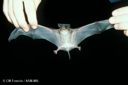 Ventral view of entire animal held by human. Formerly Chaerephon plicatus. Also as Wrinkle-lipped Bat. Ventral view of entire animal held by human. Formerly Chaerephon plicatus. Also as Wrinkle-lipped Bat.