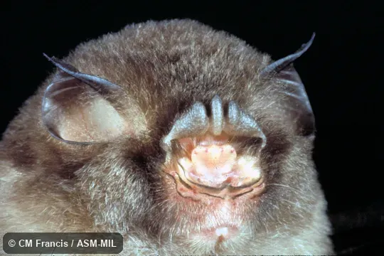 Close-up view of head. Also as Stoliczka's Asian Trident Bat. Close-up view of head. Also as Stoliczka's Asian Trident Bat.