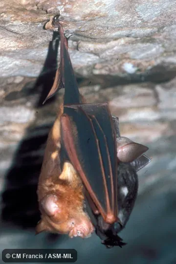 Hanging mother with offspring, side view, wings closed. Also as Diadem Leaf-nosed Bat. Hanging mother with offspring, side view, wings closed. Also as Diadem Leaf-nosed Bat.