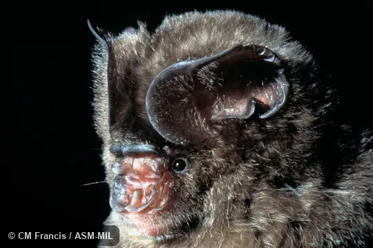 Close-up of head, Field Cat. No. 970501.13. Hippodiseros galeritus galeritus. Also as Cantor's Leaf-nosed Bat. Close-up of head, Field Cat. No. 970501.13. Hippodiseros galeritus galeritus. Also as Cantor's Leaf-nosed Bat.