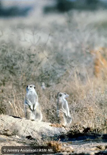 Side and front views (two animals). Also as Suricate|Slender-tailed Meerkat|Gray Meerkat. Side and front views (two animals). Also as Suricate|Slender-tailed Meerkat|Gray Meerkat.