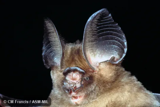 Close-up of face, Field Cat. No. 980203.35. Also as Laotian Leaf-nosed Bat. Close-up of face, Field Cat. No. 980203.35. Also as Laotian Leaf-nosed Bat.