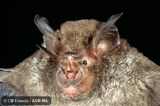 Close-up of face Close-up of face